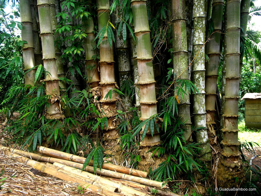 Perbedaan Morfologi  antara Bambu  Kuning Bambusa vulgaris 
