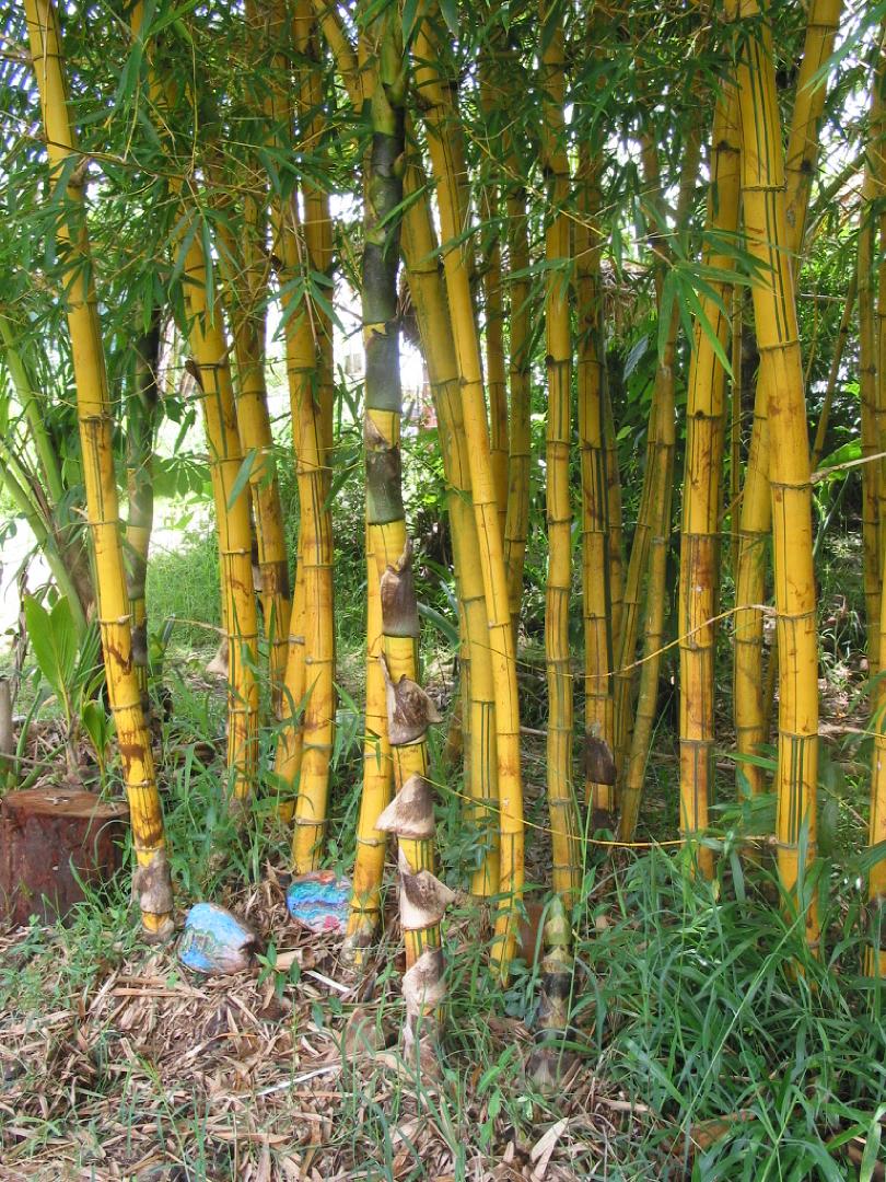 Perbedaan Morfologi antara Bambu  Kuning Bambusa vulgaris 